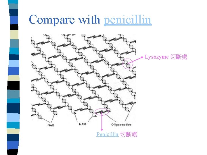 Compare with penicillin Lysozyme 切斷處 Penicillin 切斷處 