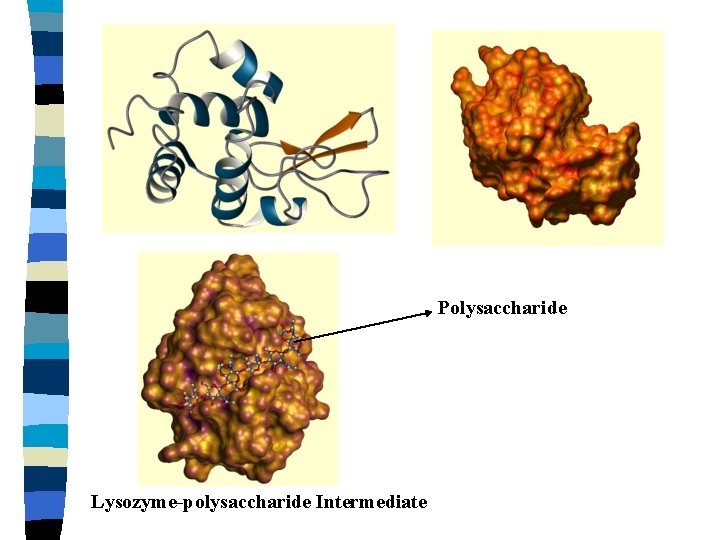 Polysaccharide Lysozyme-polysaccharide Intermediate 