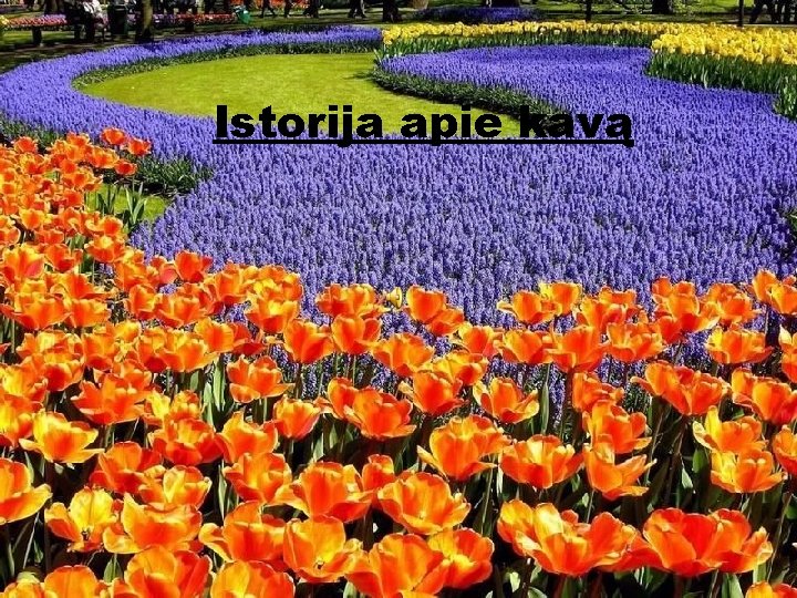 Istorija apie kavą 