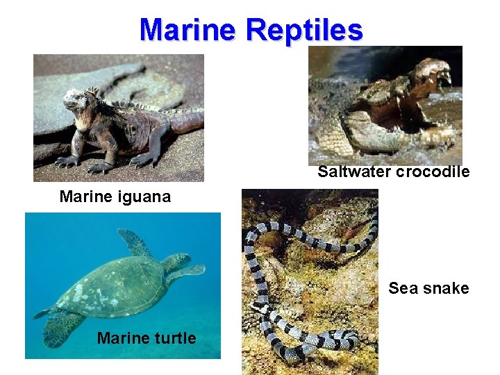 Marine Reptiles Saltwater crocodile Marine iguana Sea snake Marine turtle 