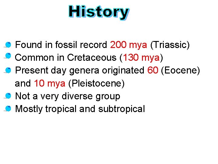 Found in fossil record 200 mya (Triassic) Common in Cretaceous (130 mya) Present day