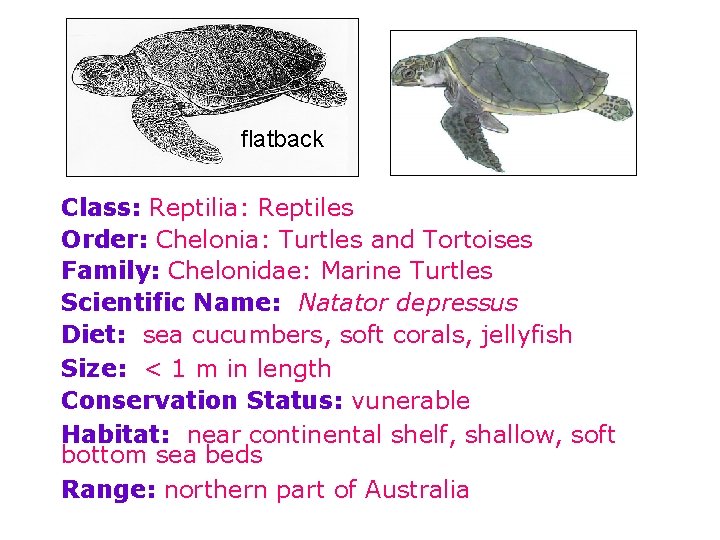 flatback Class: Reptilia: Reptiles Order: Chelonia: Turtles and Tortoises Family: Chelonidae: Marine Turtles Scientific