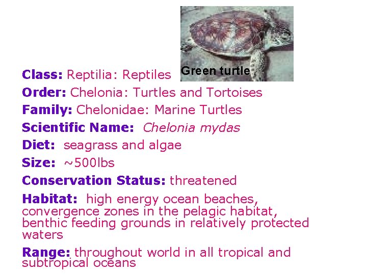 Class: Reptilia: Reptiles Green turtle Order: Chelonia: Turtles and Tortoises Family: Chelonidae: Marine Turtles