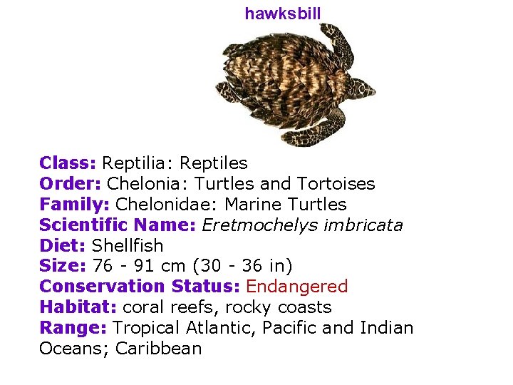 hawksbill Class: Reptilia: Reptiles Order: Chelonia: Turtles and Tortoises Family: Chelonidae: Marine Turtles Scientific