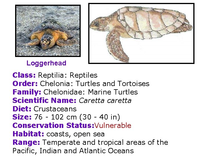 Loggerhead Class: Reptilia: Reptiles Order: Chelonia: Turtles and Tortoises Family: Chelonidae: Marine Turtles Scientific