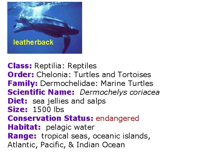 leatherback Class: Reptilia: Reptiles Order: Chelonia: Turtles and Tortoises Family: Dermochelidae: Marine Turtles Scientific