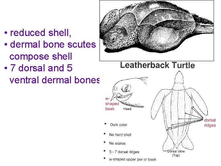  • reduced shell, • dermal bone scutes compose shell • 7 dorsal and