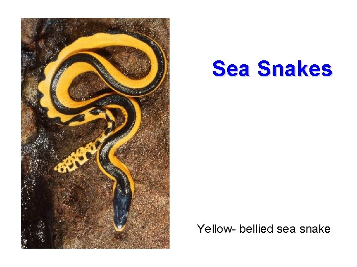 Sea Snakes Yellow- bellied sea snake 