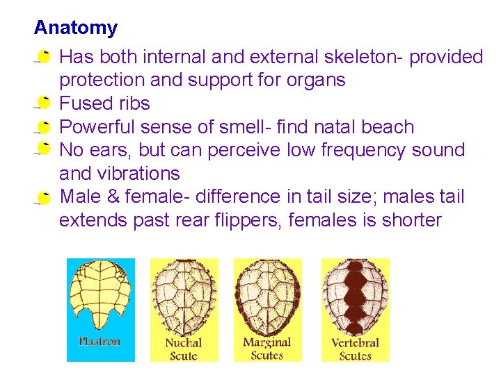 Anatomy Has both internal and external skeleton- provided protection and support for organs Fused