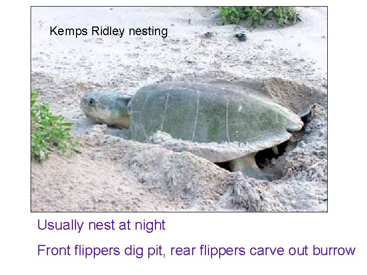 Kemps Ridley nesting Usually nest at night Front flippers dig pit, rear flippers carve