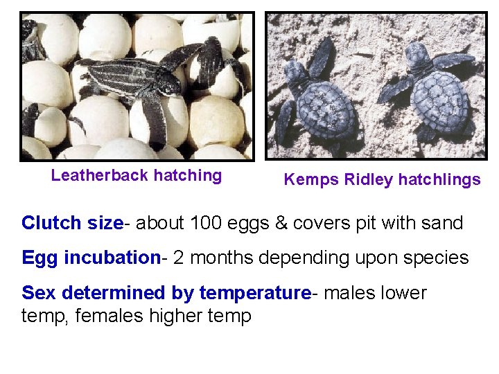 Leatherback hatching Kemps Ridley hatchlings Clutch size- about 100 eggs & covers pit with