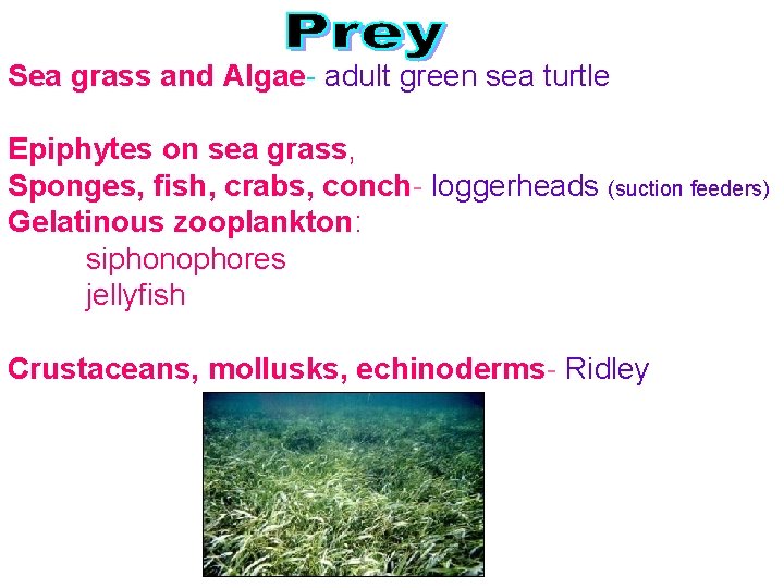 Sea grass and Algae- adult green sea turtle Epiphytes on sea grass, Sponges, fish,