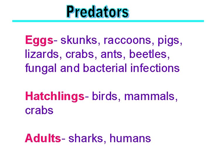 Eggs- skunks, raccoons, pigs, lizards, crabs, ants, beetles, fungal and bacterial infections Hatchlings- birds,