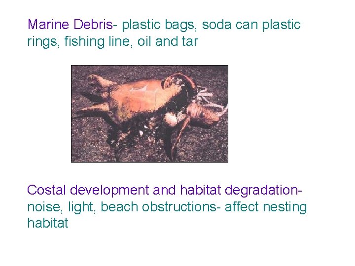 Marine Debris- plastic bags, soda can plastic rings, fishing line, oil and tar Costal