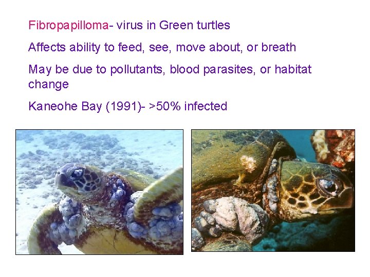 Fibropapilloma- virus in Green turtles Affects ability to feed, see, move about, or breath