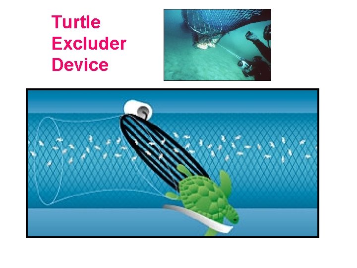 Turtle Excluder Device 