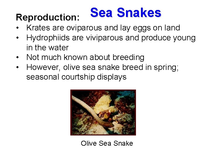 Reproduction: Sea Snakes • Krates are oviparous and lay eggs on land • Hydrophiids