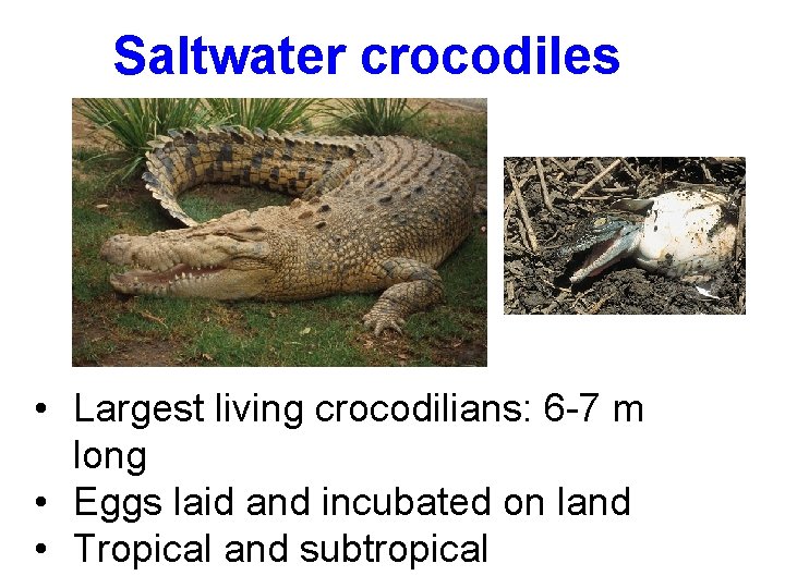 Saltwater crocodiles • Largest living crocodilians: 6 -7 m long • Eggs laid and