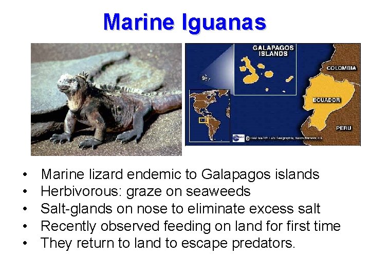 Marine Iguanas • • • Marine lizard endemic to Galapagos islands Herbivorous: graze on