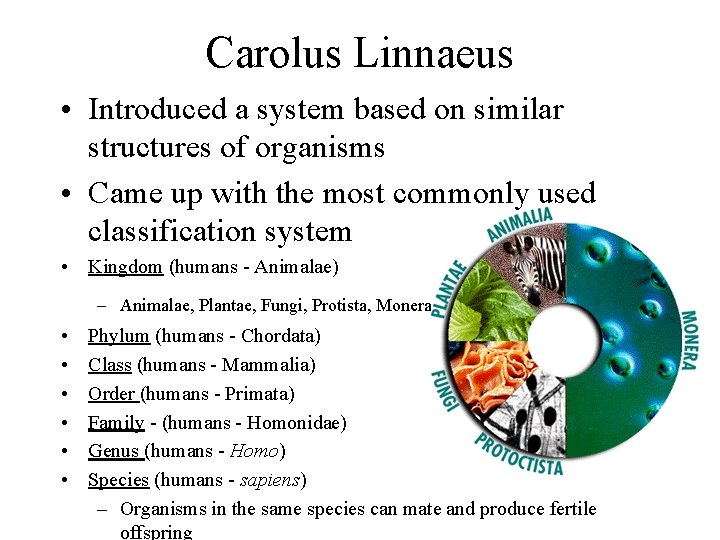 Carolus Linnaeus • Introduced a system based on similar structures of organisms • Came