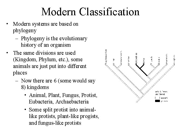 Modern Classification • Modern systems are based on phylogeny – Phylogeny is the evolutionary