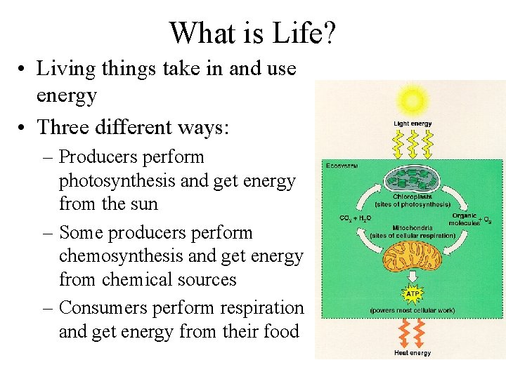 What is Life? • Living things take in and use energy • Three different