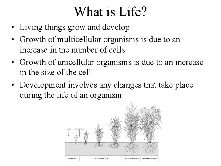 What is Life? • Living things grow and develop • Growth of multicellular organisms