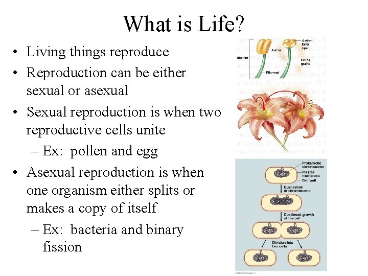 What is Life? • Living things reproduce • Reproduction can be either sexual or