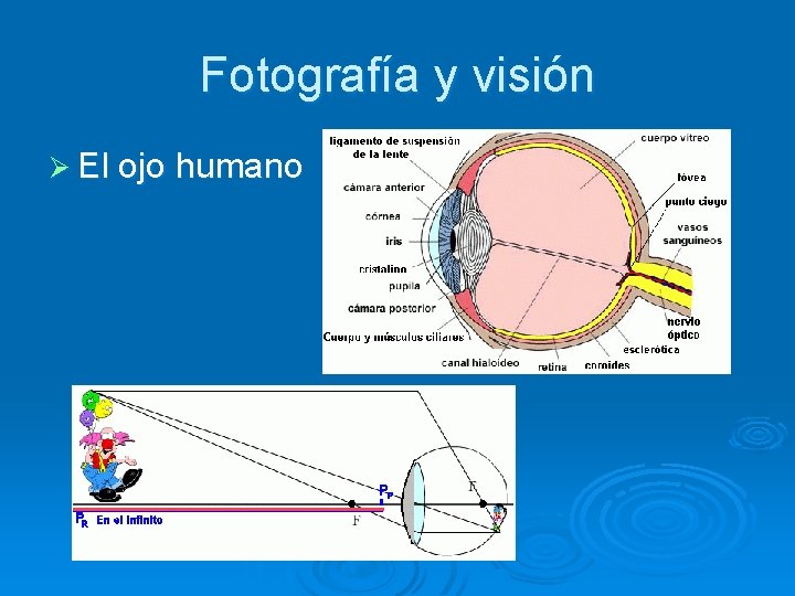 Fotografía y visión Ø El ojo humano 