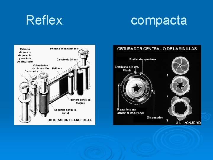 Reflex compacta Reflex compacta