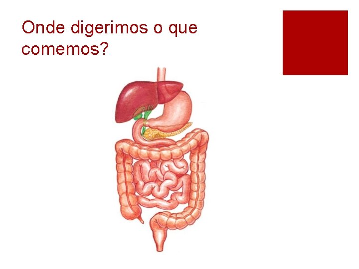 Onde digerimos o que comemos? 
