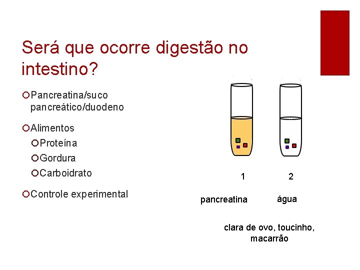 Será que ocorre digestão no intestino? ¡Pancreatina/suco pancreático/duodeno ¡Alimentos ¡Proteína ¡Gordura ¡Carboidrato ¡Controle experimental