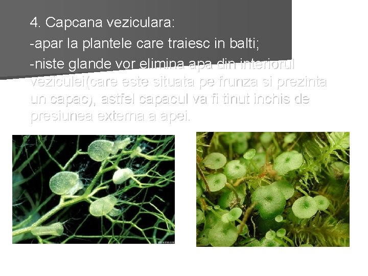 4. Capcana veziculara: -apar la plantele care traiesc in balti; -niste glande vor elimina