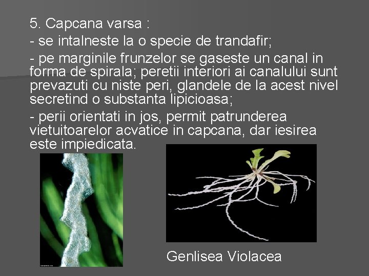 5. Capcana varsa : - se intalneste la o specie de trandafir; - pe