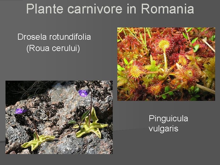 Plante carnivore in Romania Drosela rotundifolia (Roua cerului) Pinguicula vulgaris 