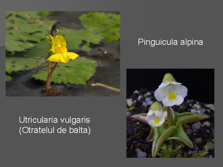 Pinguicula alpina Utricularia vulgaris (Otratelul de balta) 