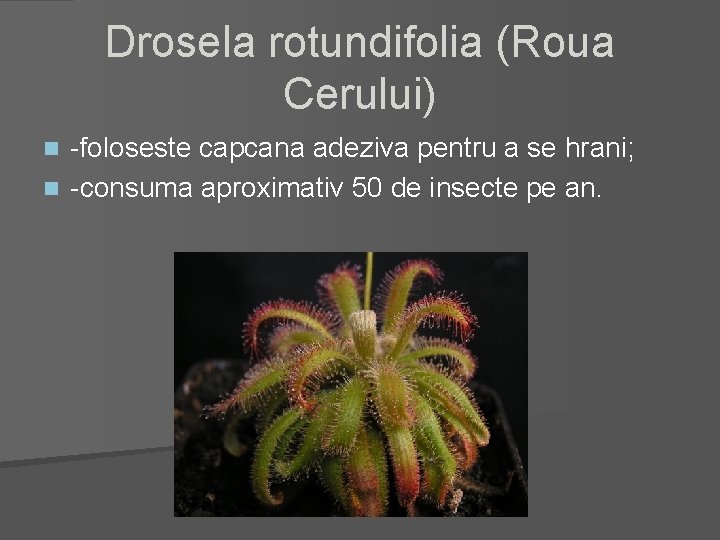 Drosela rotundifolia (Roua Cerului) -foloseste capcana adeziva pentru a se hrani; n -consuma aproximativ