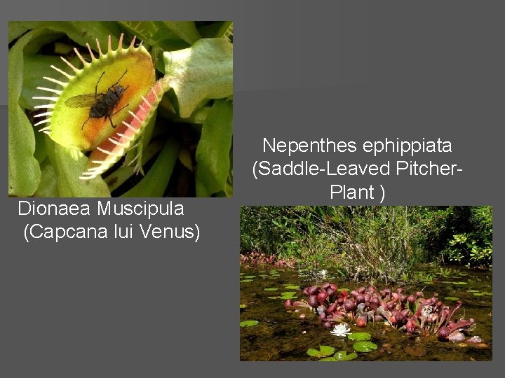 Dionaea Muscipula (Capcana lui Venus) Nepenthes ephippiata (Saddle-Leaved Pitcher. Plant ) 