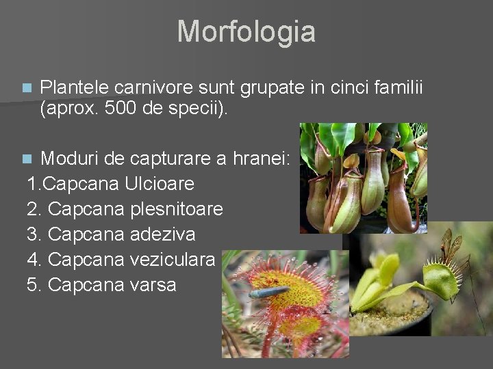 Morfologia n Plantele carnivore sunt grupate in cinci familii (aprox. 500 de specii). Moduri