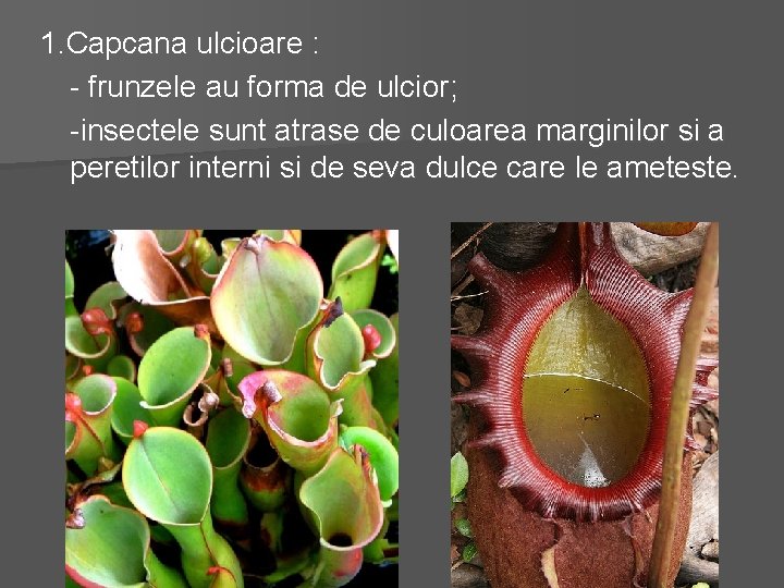 1. Capcana ulcioare : - frunzele au forma de ulcior; -insectele sunt atrase de