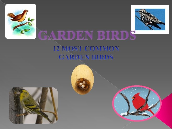 GARDEN BIRDS 