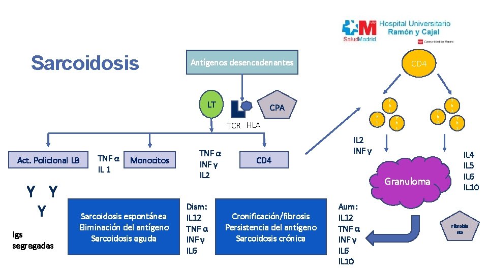 Sarcoidosis Antígenos desencadenantes LT CD 4 CPA T h 1 T TCR HLA Act.