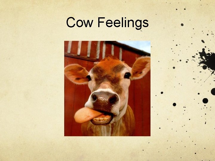 Cow Feelings 