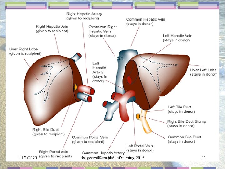 11/1/2020 dr. yekehfallah phd of nursing 2015 41 