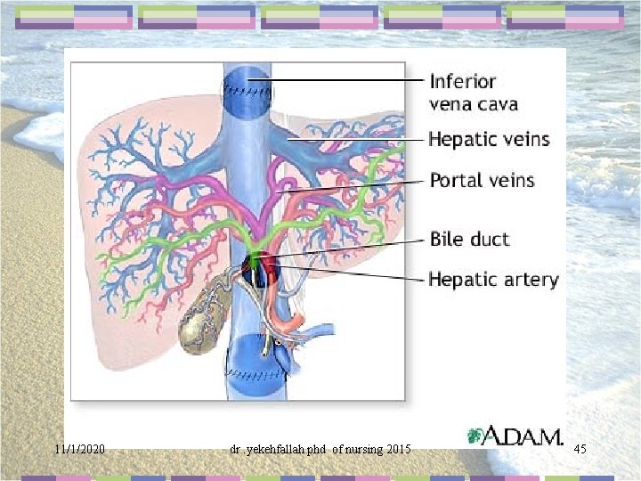 11/1/2020 dr. yekehfallah phd of nursing 2015 45 