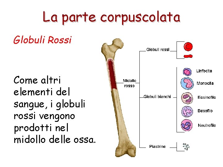 La parte corpuscolata Globuli Rossi Come altri elementi del sangue, i globuli rossi vengono