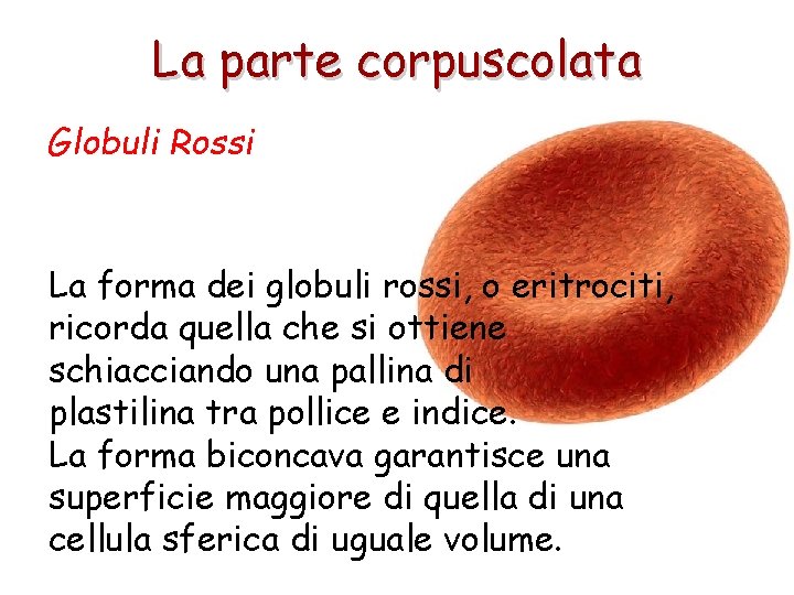 La parte corpuscolata Globuli Rossi La forma dei globuli rossi, o eritrociti, ricorda quella