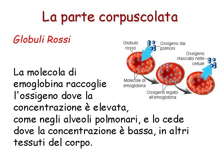 La parte corpuscolata Globuli Rossi La molecola di emoglobina raccoglie l'ossigeno dove la concentrazione