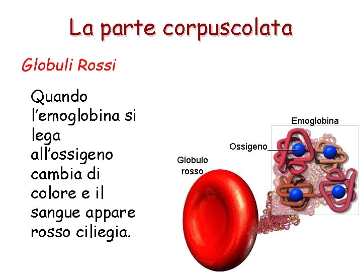 La parte corpuscolata Globuli Rossi Quando l’emoglobina si lega all’ossigeno cambia di colore e