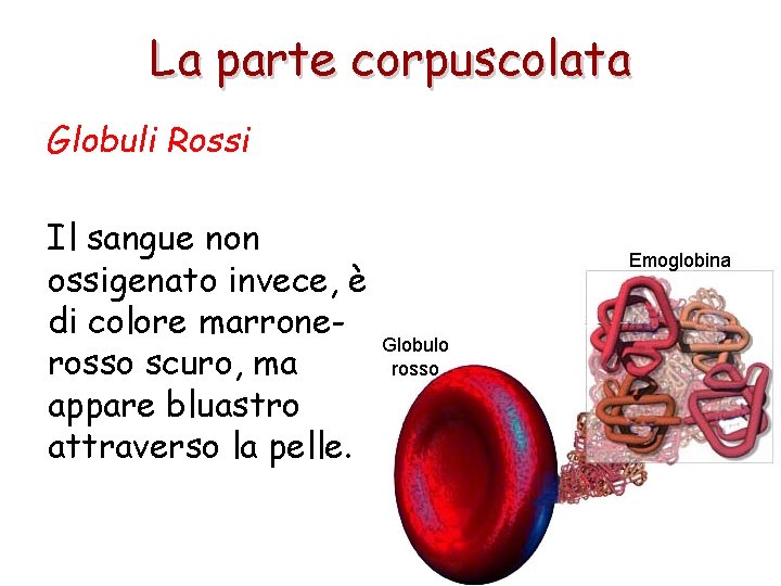 La parte corpuscolata Globuli Rossi Il sangue non ossigenato invece, è di colore marronerosso